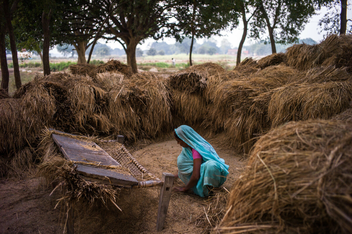 A woman gathers paddy after thrashing the harvest next to her field in a hamlet in Bahri Village in Bhadohi district in Uttar Pradesh, India. 18 families were rescued from a brick kiln and rehabilitated in a new formed hamlet in the village in 2010. Photo: Sanjit Das