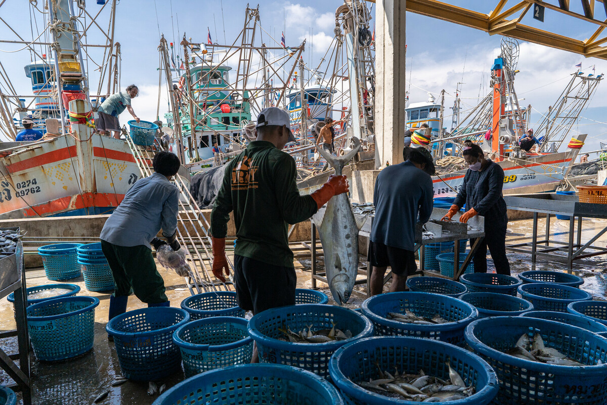 Fishing industry in Samut Sakhon, Thailand. Thailand is a top 5 global seafood producer, with exports reaping over $7 billion. But the profitable industry supplying consumers around the world with cheap seafood comes at a high cost to both the environment and to workers. The overwhelming majority of workers in Thailands fishing and seafood processing industries are migrants from Myanmar, Laos and Cambodia. Labour brokers recruit from vulnerable communities, promising favourable employment in the construction, manufacturing, or agriculture industries. Migrants often incur debt from their recruitment, fees and costs associated with transportation and securing employment in Thailand. These debts are paid off through deductions from workers earnings with employers and brokers frequently using debt manipulation to inflate the amounts and force people into bonded labour. This and the other images in this collection are showing the context in which the Freedom Fund Thailand hotspot operates. They show the location as well as the boats on which migrant workers work. They also show facilities for processing seafood and the markets in which seafood is traded. We do not have names or stories of any of the individuals shown in this collection because that was not the purpose of this commission. Jittrapon Kaicome / The Freedom Fund